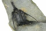 Impressive, Spiny Psychopyge Trilobite - Issoumour, Morocco #368577-5